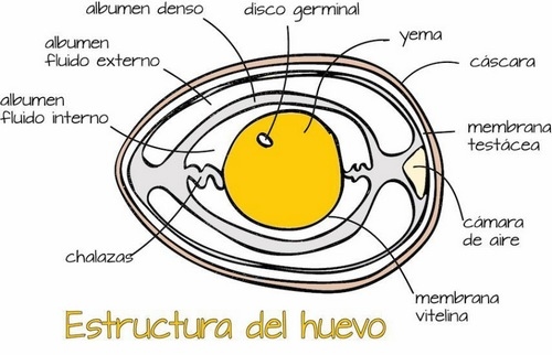 El Huevo, realidades y mitos 2020. Más de 3 docenas de preguntas y respuestas - Image 4