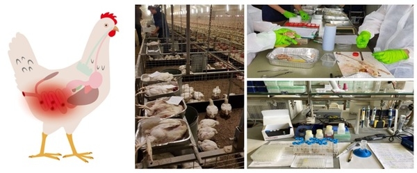 Aliviando la inflamación intestinal crónica en pollos de engorde - Image 1