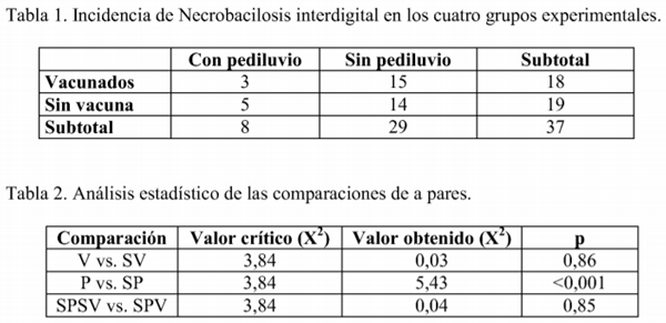 Pediluvio y vacunación como estrategias preventivas frente a la necrobacilosis interdigital en bovinos para carne - Image 1