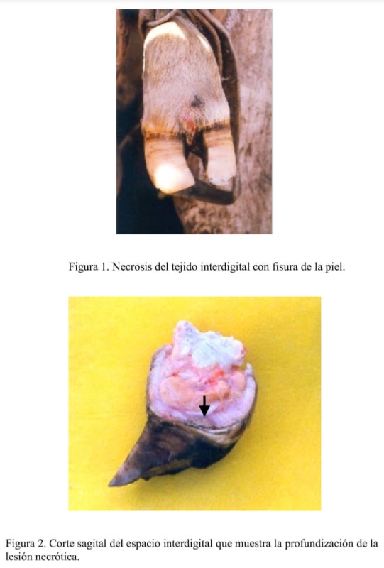 Pediluvio y vacunación como estrategias preventivas frente a la necrobacilosis interdigital en bovinos para carne - Image 3