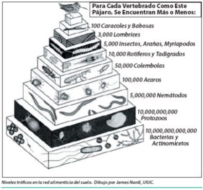 Control de hormigas cortadoras (Atta y Acromyrmex) mediante el uso de recursos biológicos y orgánicos. Nativos y exóticos - Image 1