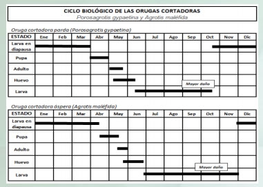 Manejo y control de orugas cortadoras. Estrategias para cultivos de verano - Image 3