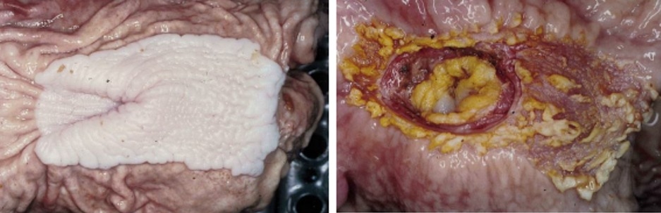 La importancia del tamaño de partícula en la fabricación de alimento para cerdo, y los desafíos entre el rendimiento y la salud animal - Image 2