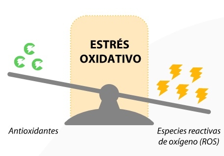 Impacto del estrés por calor en las aves de corral - Image 2