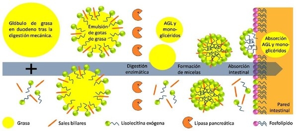 Digestión de las grasas - Image 1