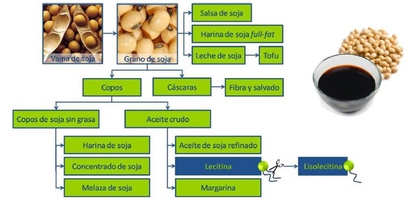 Digestión de las grasas - Image 3