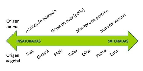 Digestión de las grasas - Image 2