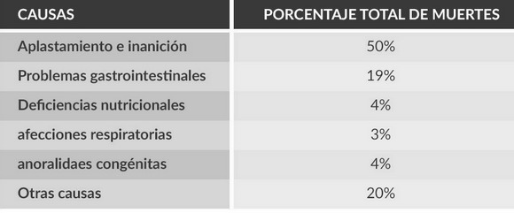 Puntos clave para el manejo de la cerda y su camada durante el parto - Image 8
