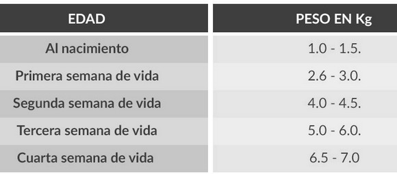 Puntos clave para el manejo de la cerda y su camada durante el parto - Image 7