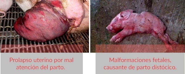 Puntos clave para el manejo de la cerda y su camada durante el parto - Image 5