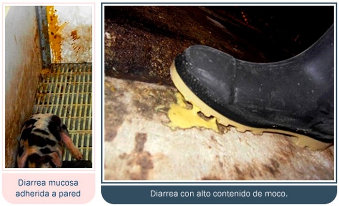 Guía de identificación de diarreas en maternidad - Image 3