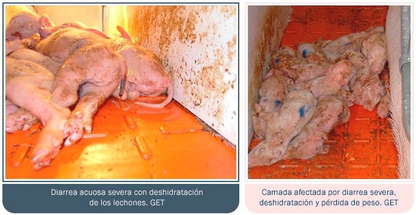 Guía de identificación de diarreas en maternidad - Image 5