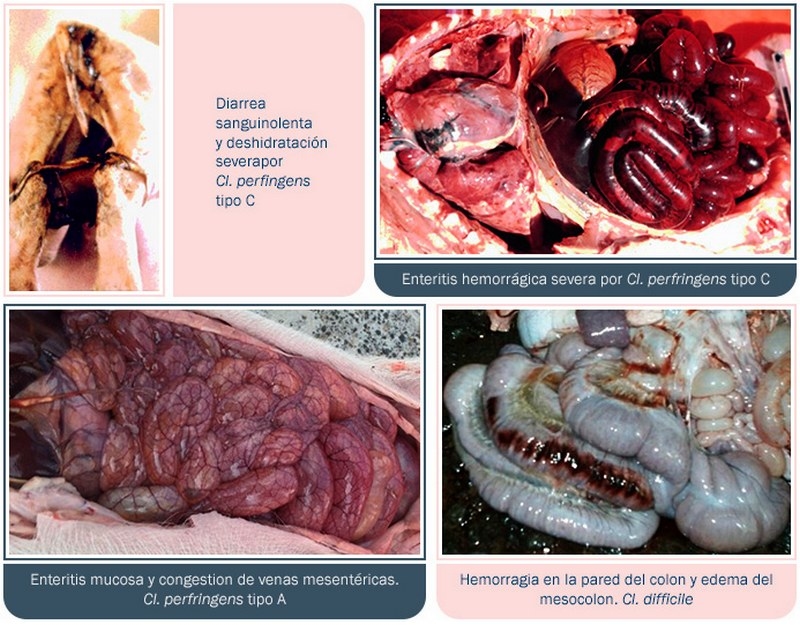 Guía de identificación de diarreas en maternidad - Image 1