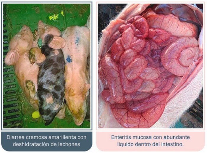 Guía de identificación de diarreas en maternidad - Image 2
