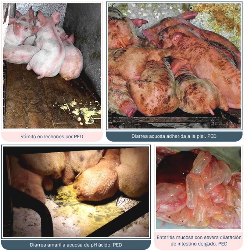 Guía de identificación de diarreas en maternidad - Image 6