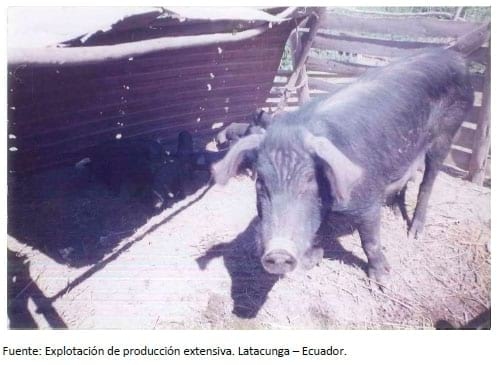 Base Animal de las Explotaciones Porcinas Intensivas - Primera Parte - Image 5