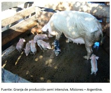 Base Animal de las Explotaciones Porcinas Intensivas - Primera Parte - Image 4