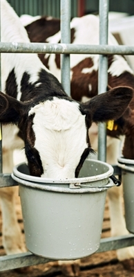 Regularidad en la alimentación con leche - Image 1