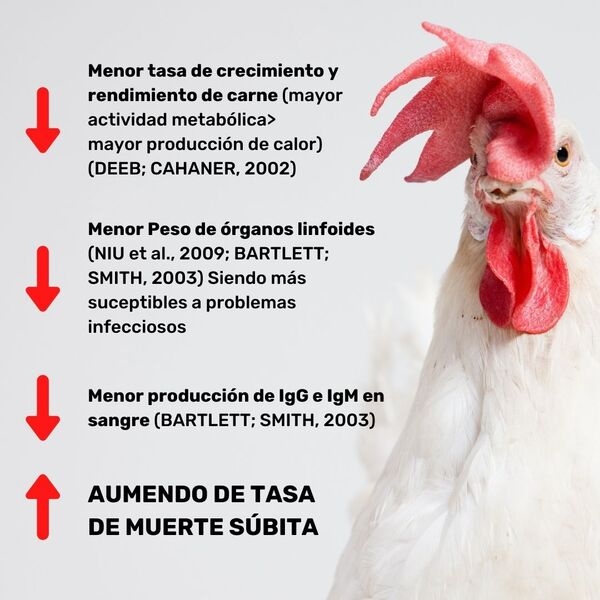 El estrés por calor tiene consecuencias - Image 2