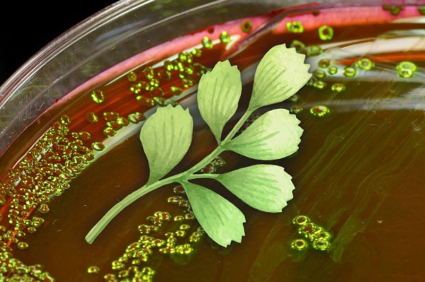 Mejorando la efectividad de los fitogénicos contra las bacterias Gram negativas: uso de permeabilizadores - Image 1