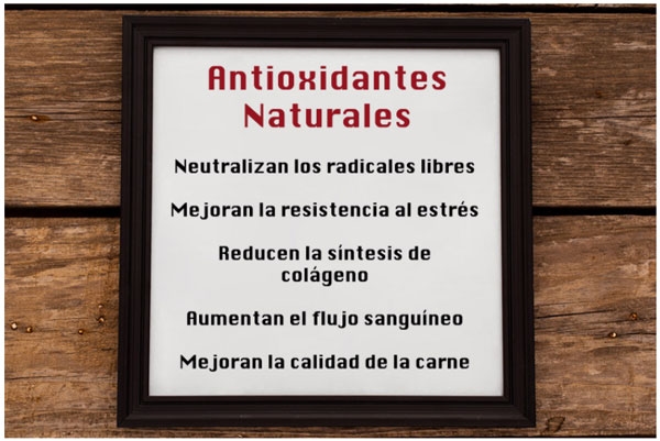 Uso de antioxidantes naturales para prevenir la pechuga leñosa en pollos de engorde - Image 5