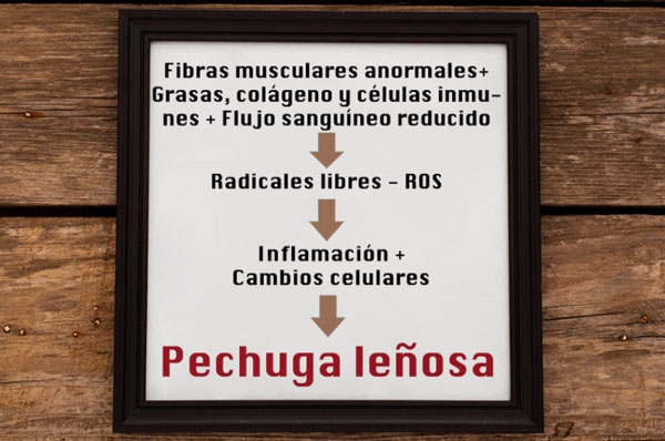 Uso de antioxidantes naturales para prevenir la pechuga leñosa en pollos de engorde - Image 2