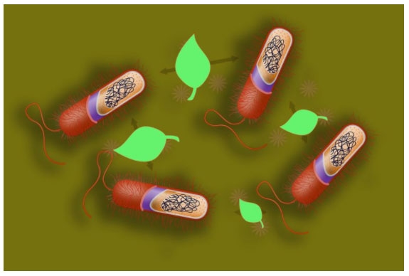 Aceites esenciales: Mecanismo de acción sobre bacterias patógenas - Image 3