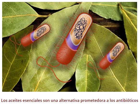 Aceites esenciales: Mecanismo de acción sobre bacterias patógenas - Image 1