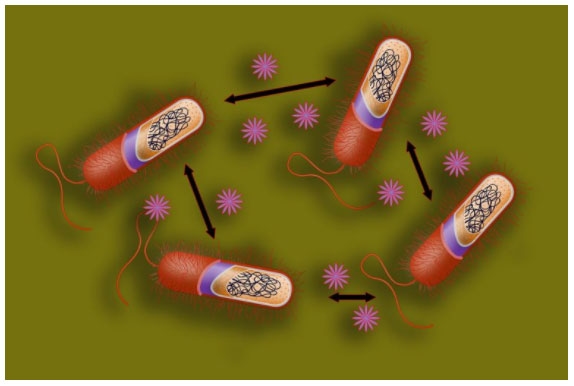 Aceites esenciales: Mecanismo de acción sobre bacterias patógenas - Image 2