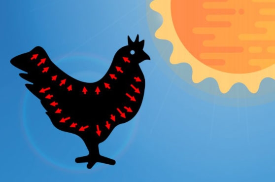 El estrés por calor altera la integridad de la barrera intestinal - Image 2