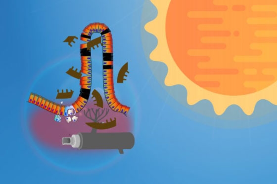 El estrés por calor altera la integridad de la barrera intestinal - Image 1