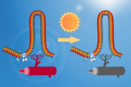 El estrés por calor altera la integridad de la barrera intestinal - Image 3