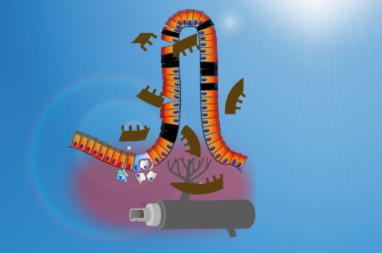 El estrés por calor altera la integridad de la barrera intestinal - Image 6