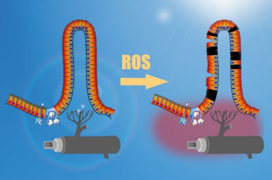 El estrés por calor altera la integridad de la barrera intestinal - Image 4