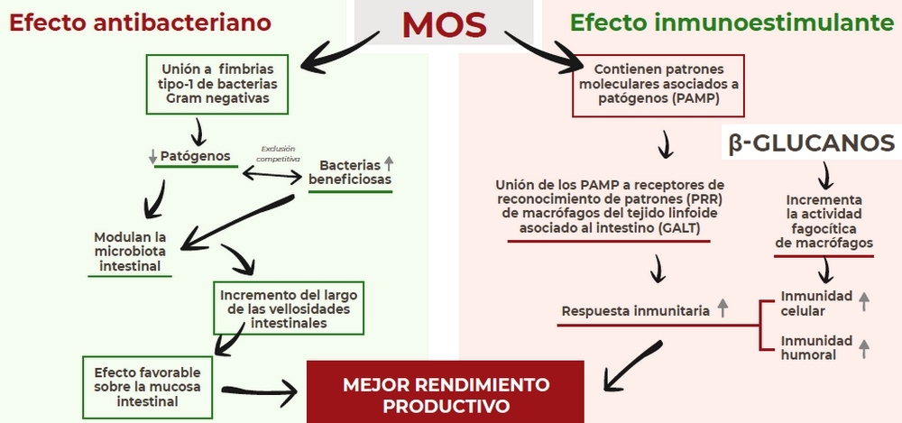 Ventajas de la suplementación con paredes celulares de levadura: efecto adsorbente de micotoxinas, antibacteriano e inmunoestimulante - Image 1