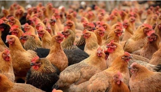 Los ácidos biliares mejoran la coloración de los pollos de engorde - Image 1