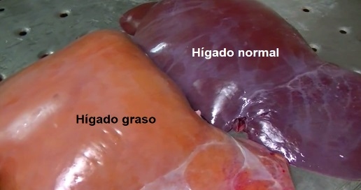El uso de Runeon-ácido biliar para la prevención de hígado graso en vacas lecheras - Image 1