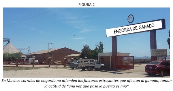 El Estrés, el enemigo a vencer para el éxito en la Recepción de ganado en el Feedlot - Image 3