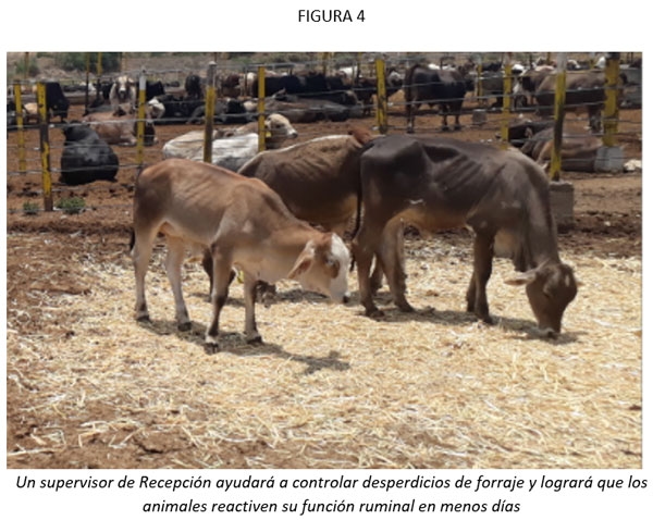 El Estrés, el enemigo a vencer para el éxito en la Recepción de ganado en el Feedlot - Image 5