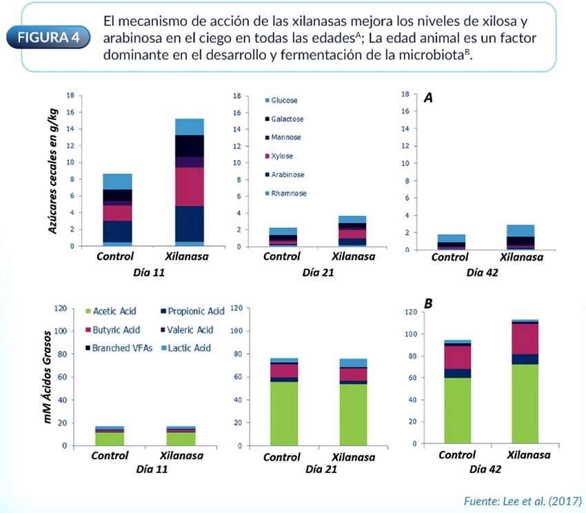 Fibra dietética y fermentación de proteínas en intestinos de aves y cerdos - Image 1