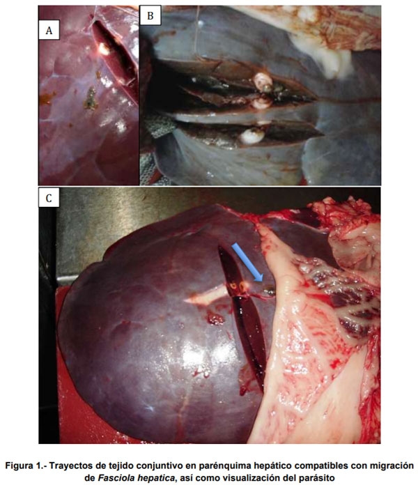Prevalencia de Fasciola hepatica en ganado bovino de Lidia - Image 1