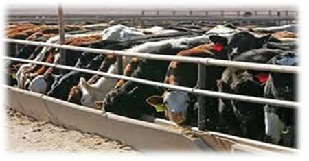 Micotoxinas y Micotoxicosis en ganado de carne en corral (Feedlot) - Image 3