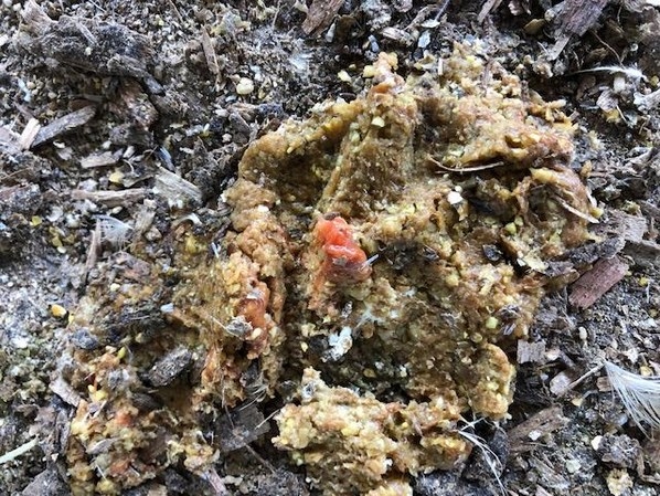 Salud Intestinal, las señales de las heces - Image 6