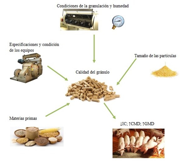 Mejorando la calidad del pellet, la clave para un buen rendimiento - Image 1