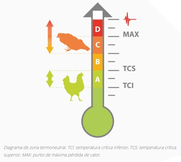 Explicación del estrés por calor en aves de corral - Image 1