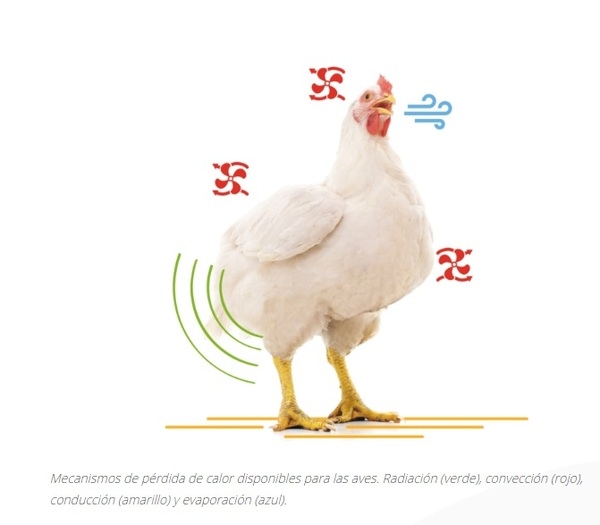 Explicación del estrés por calor en aves de corral - Image 2