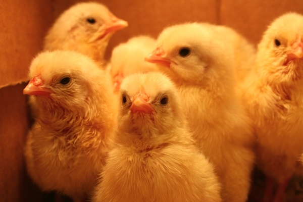 FORMACIÓN DE LA MICROBIOTA INTESTINAL EN AVES DE PRODUCCIÓN - Image 1