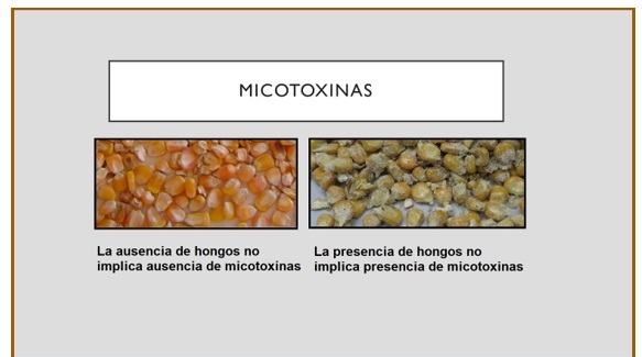 Micotoxinas, un verdadero problema - Image 3