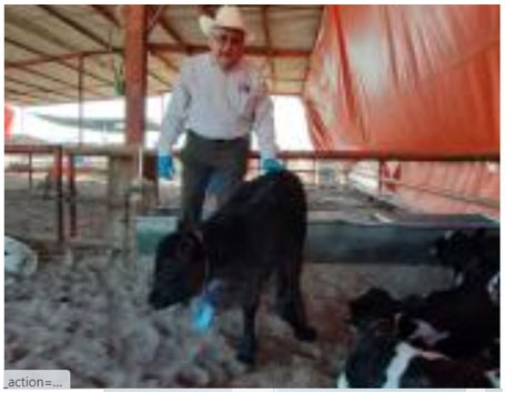Produzca becerros cruzados con razas para carne; refuerce la genética lechera del hato, y eleve la rentabilidad de su empresa. - Image 1