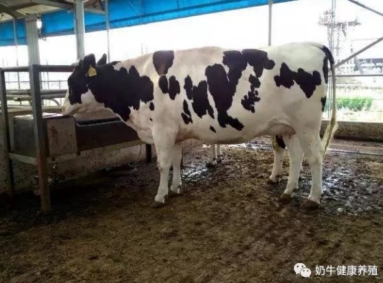 La importancia del ácido biliar en la salud del hígado en las vacas lecheras durante el período perinatal - Image 1